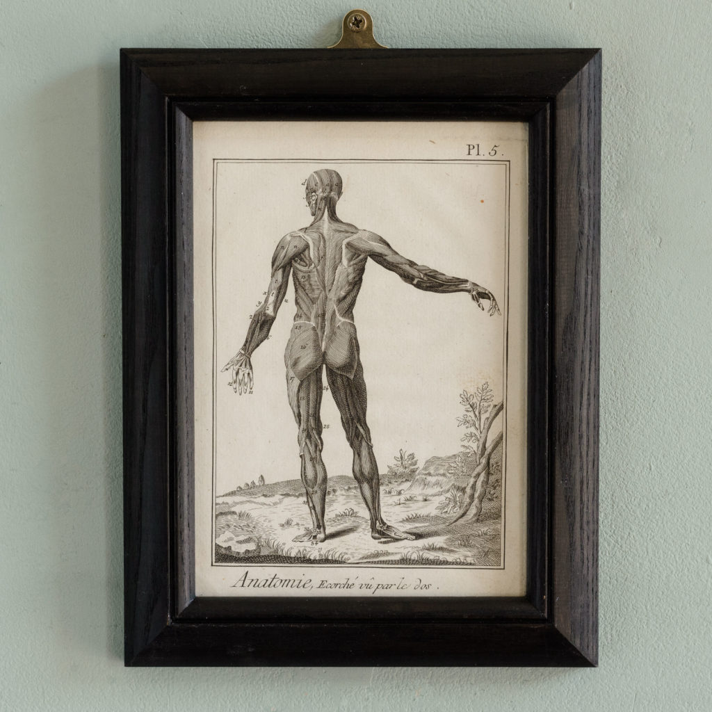 Original 18th century Anatomical prints-0