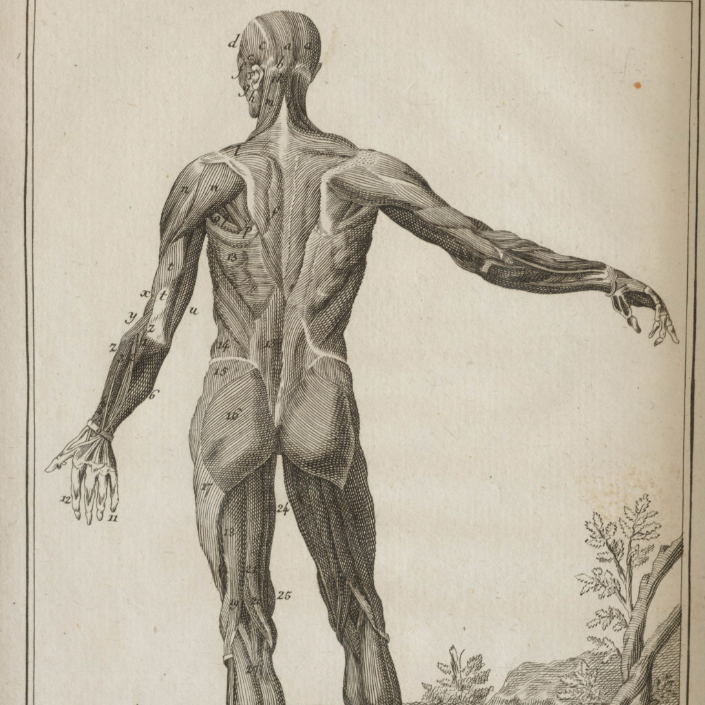 Original 18th century Anatomical prints-107375