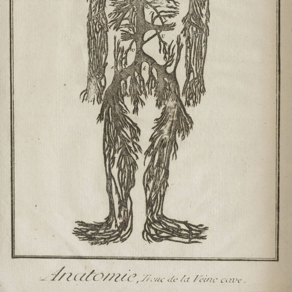 Original 18th century Anatomical prints-107335