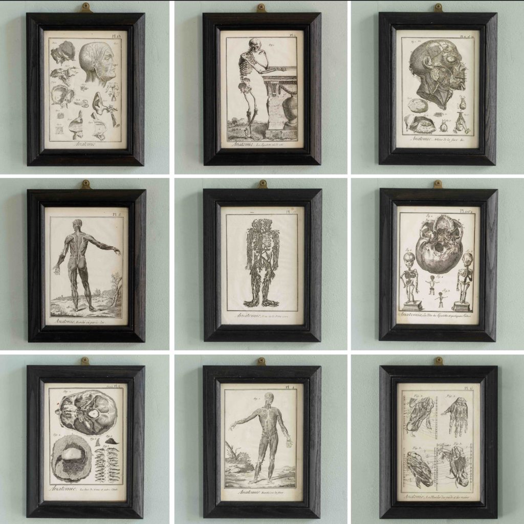 Original 18th century Anatomical prints-107341