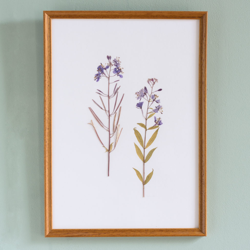 Pressed Flowers and Grasses-0