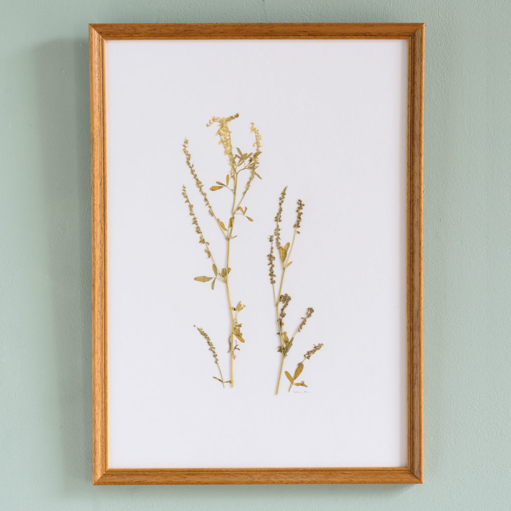 Pressed Flowers and Grasses-0