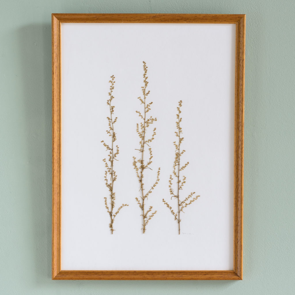 Pressed Flowers and Grasses-0