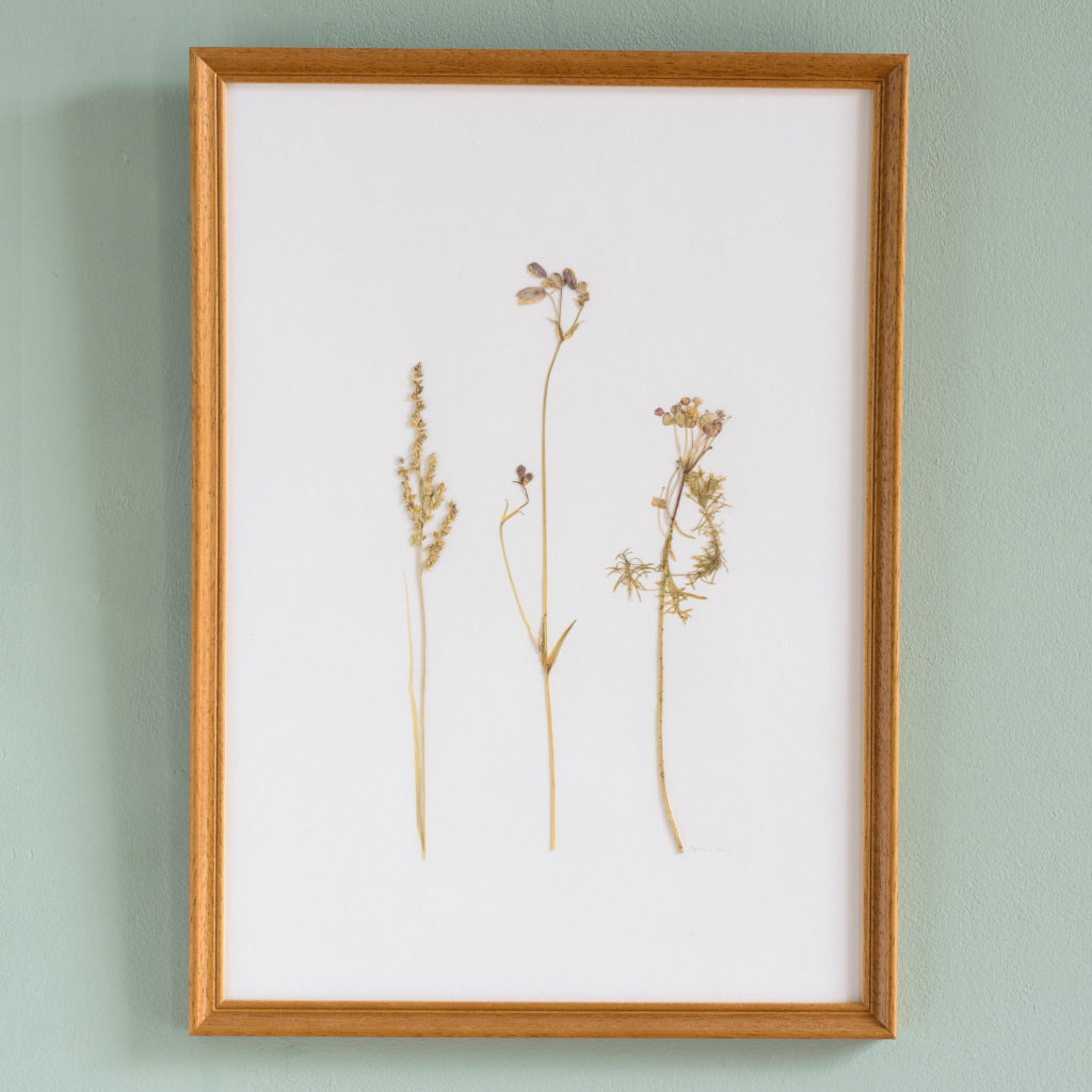 Pressed Flowers and Grasses-0