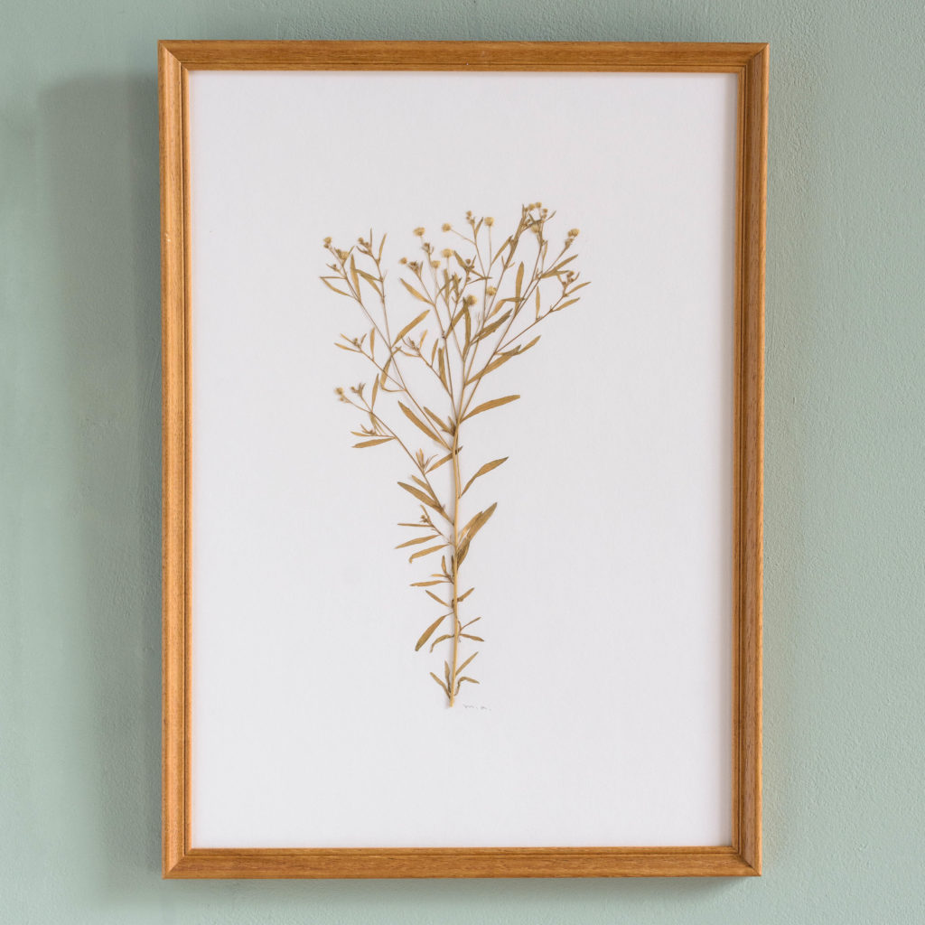 Pressed Flowers and Grasses-0