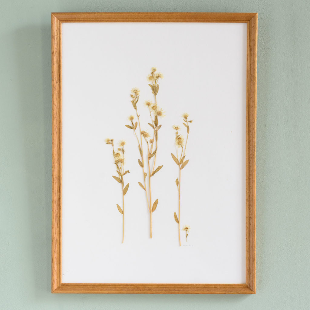 Pressed Flowers and Grasses-0