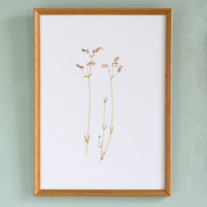 Pressed Flowers and Grasses-0