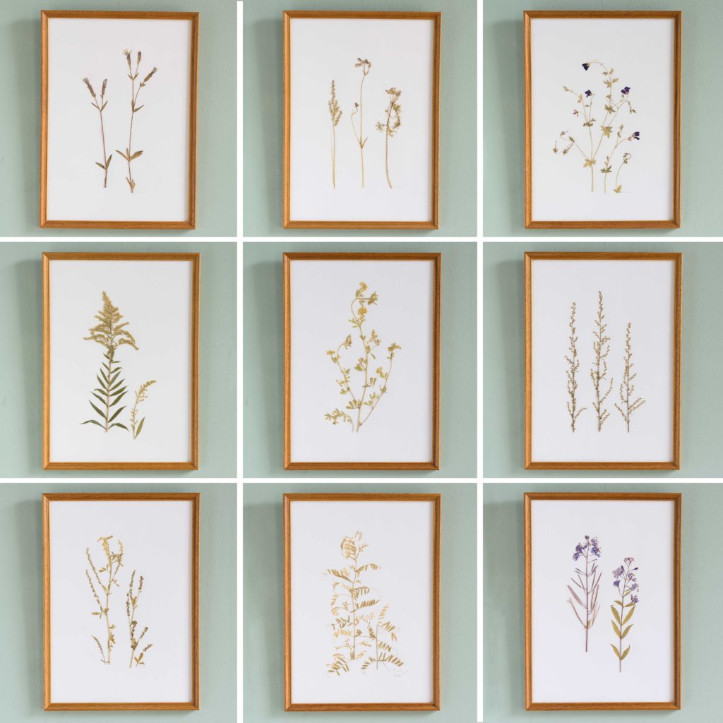 Pressed Flowers and Grasses-108145