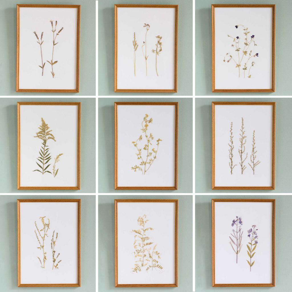Pressed Flowers and Grasses-108151