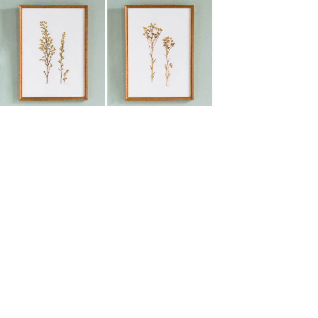 Pressed Flowers and Grasses-108146