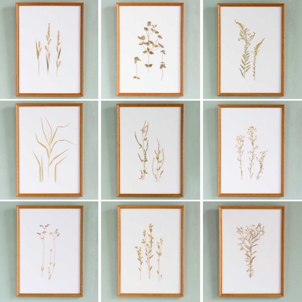 Pressed Flowers and Grasses-108153