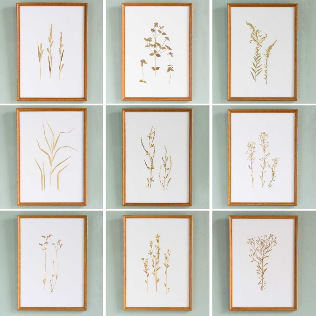 Pressed Flowers and Grasses-108214