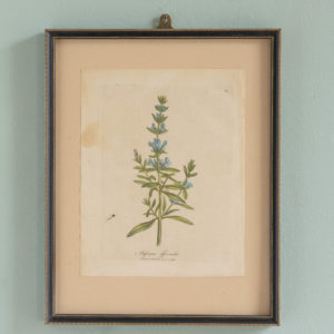 Medical Botany, original prints published 1792,-0