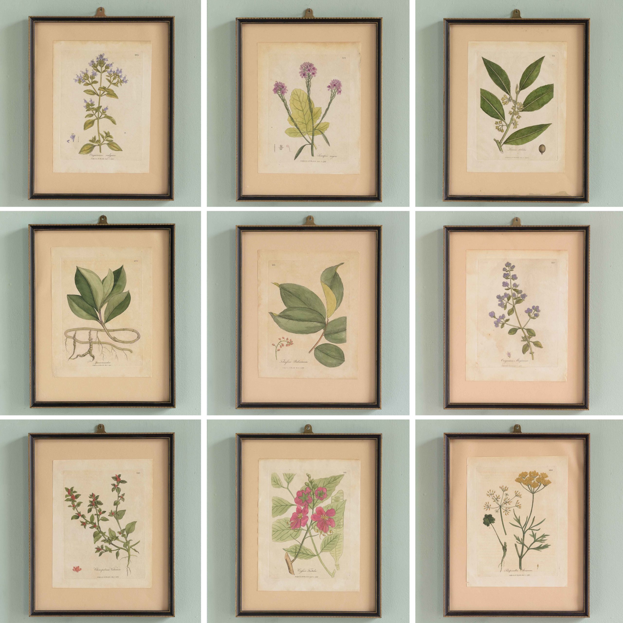 Medical Botany, original prints published 1792, - LASSCO - England's ...