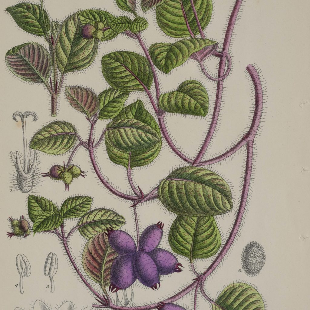 Curtis's Botanicals, published 1892-108676