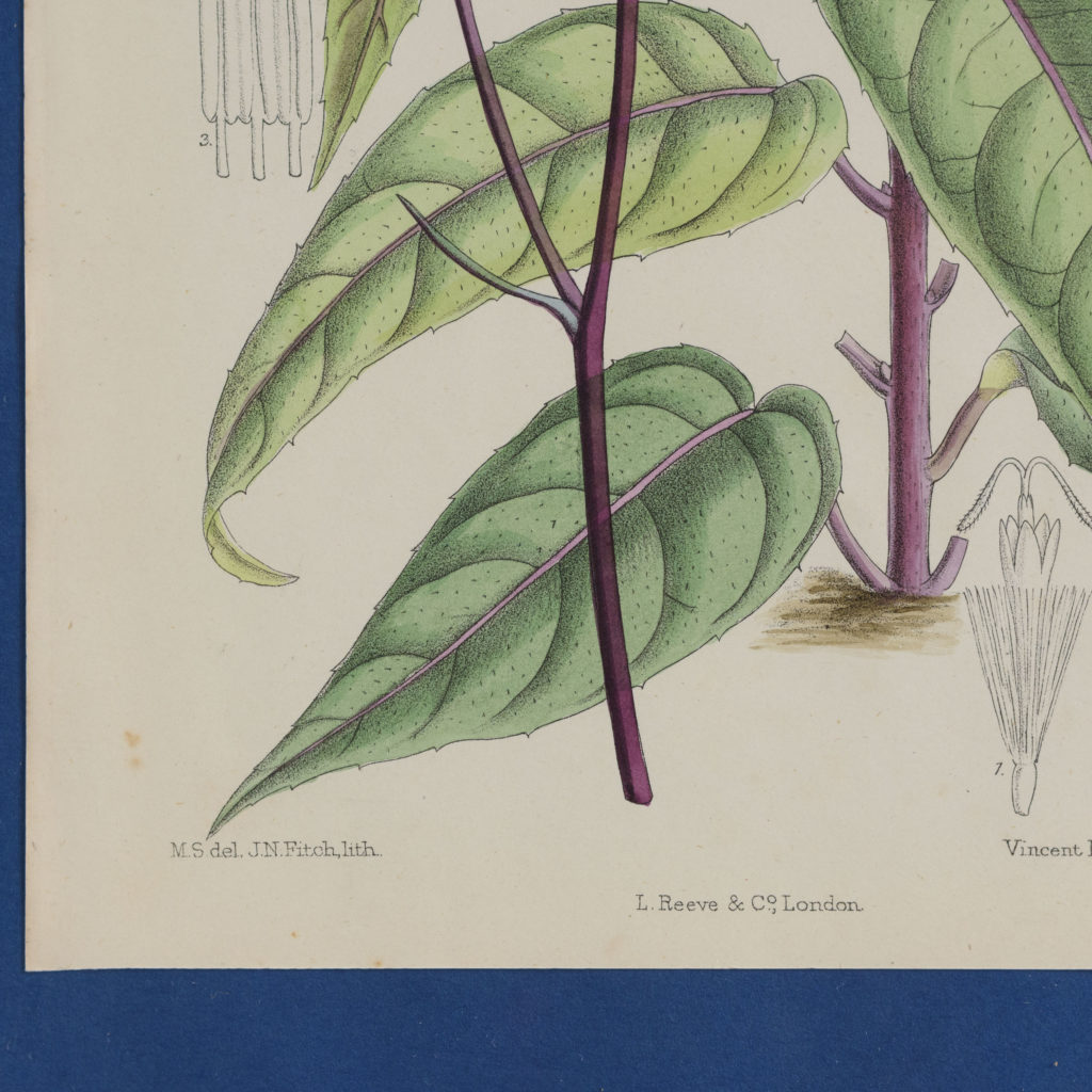 Curtis's Botanicals, published 1892-108670