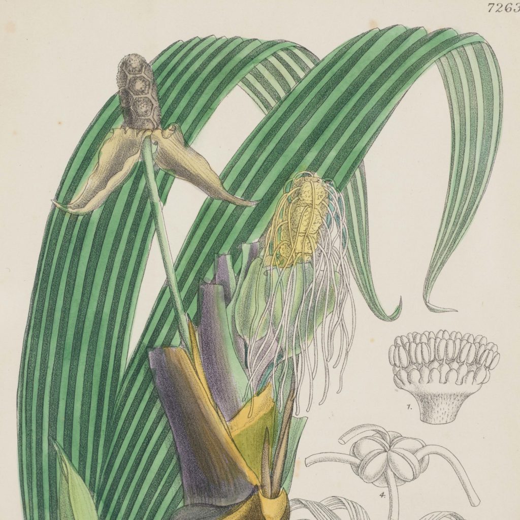 Curtis's Botanicals, published 1892-108629