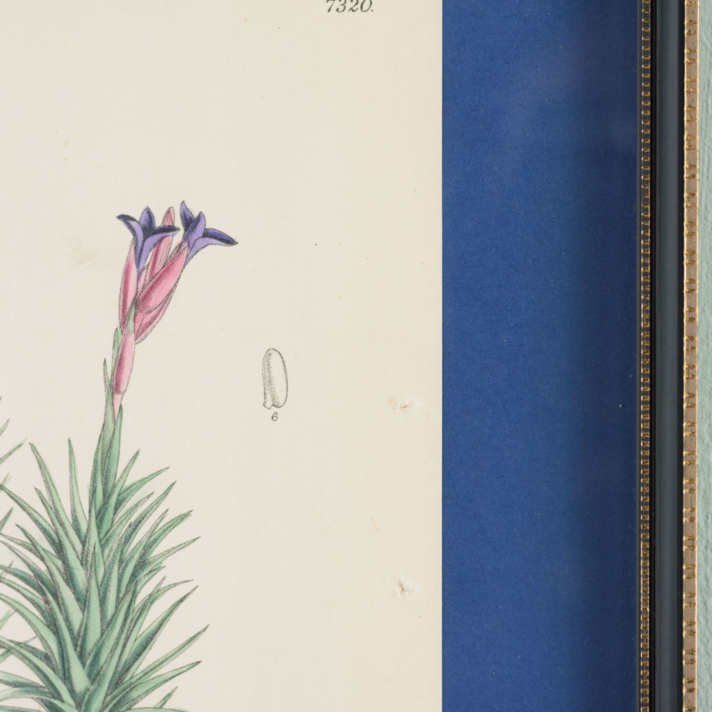 Curtis's Botanicals, published 1892-108641