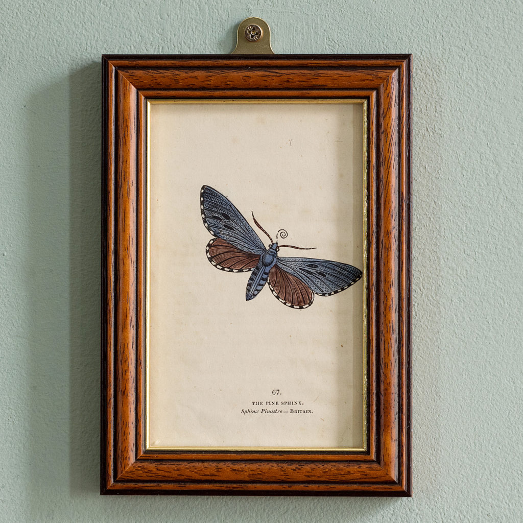 Butterflies and moths, -0