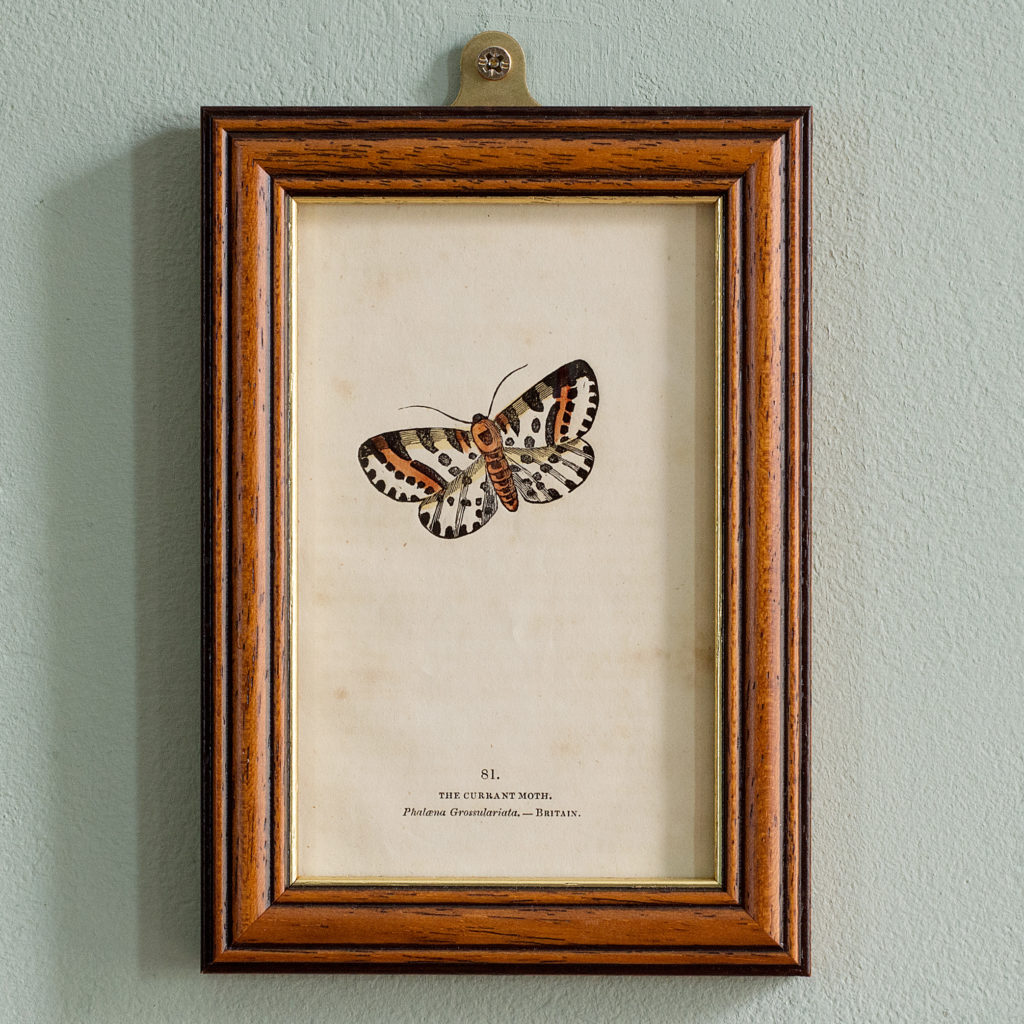 Butterflies and moths, -0
