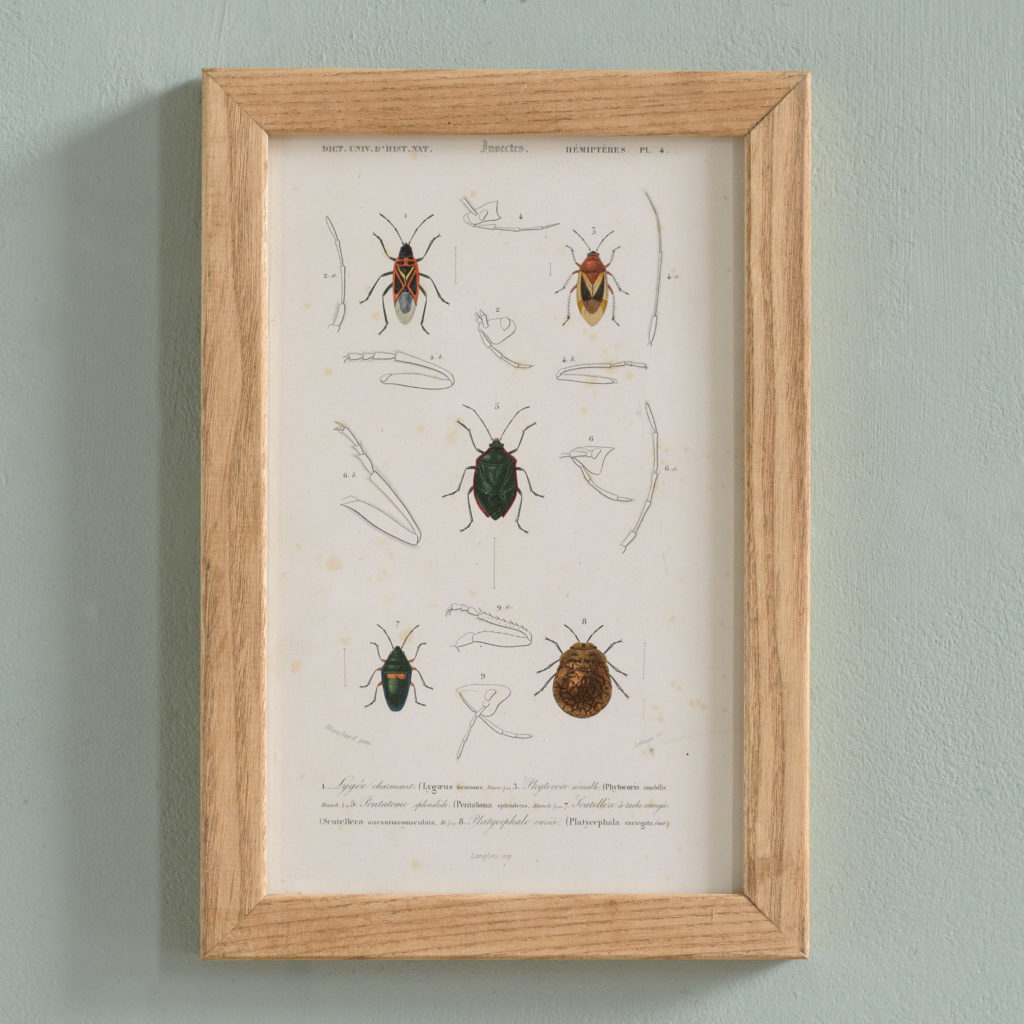 Original engravings of Insects published c1845-0