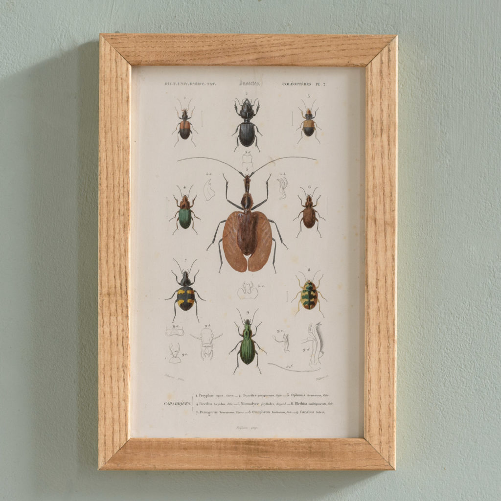 Original engravings of Insects published c1845-0