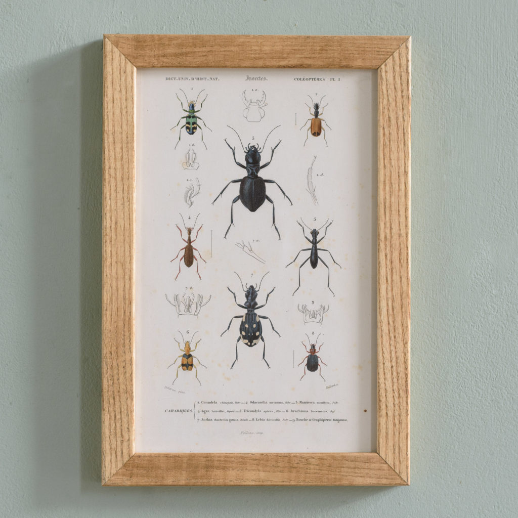 Original engravings of Insects published c1845-0