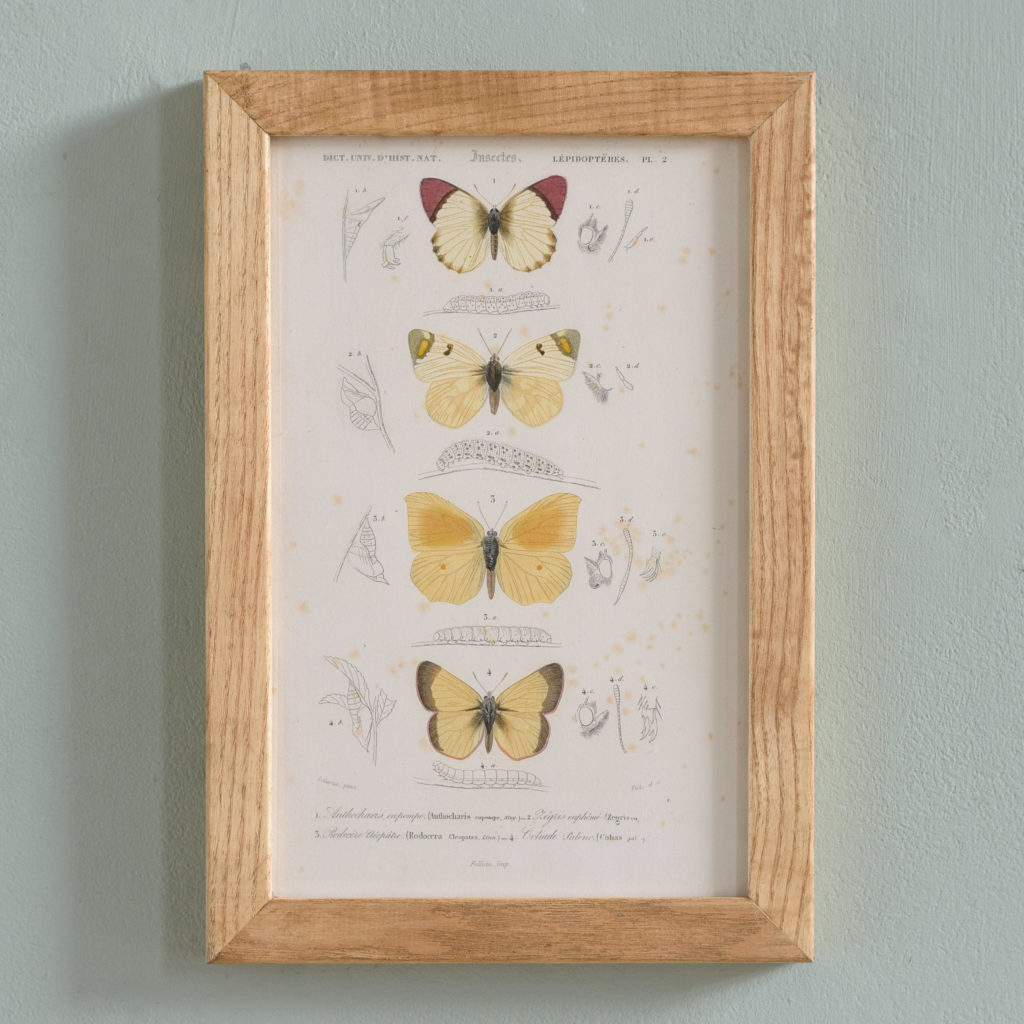 Original engravings of Insects published c1845-0