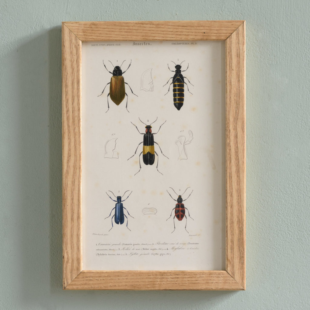 Original engravings of Insects published c1845-0