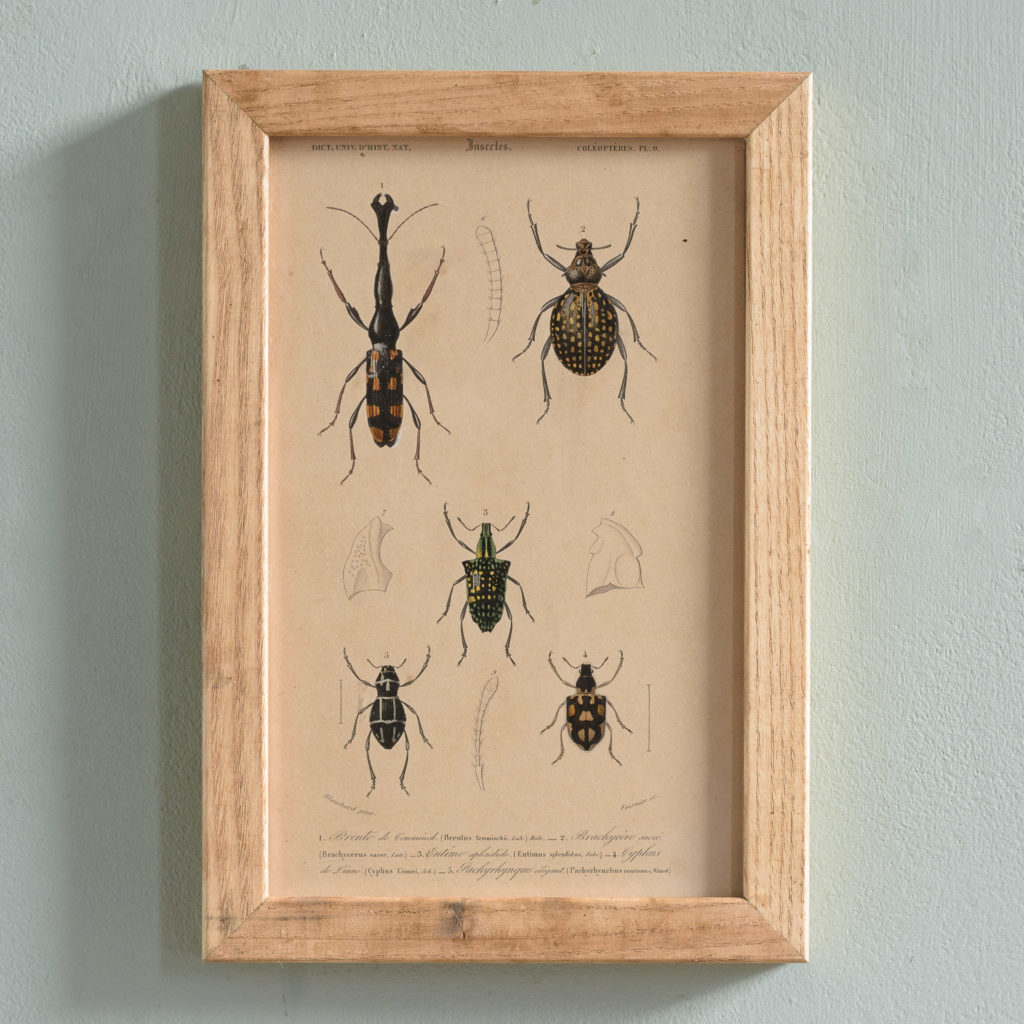 Original engravings of Insects published c1845-0