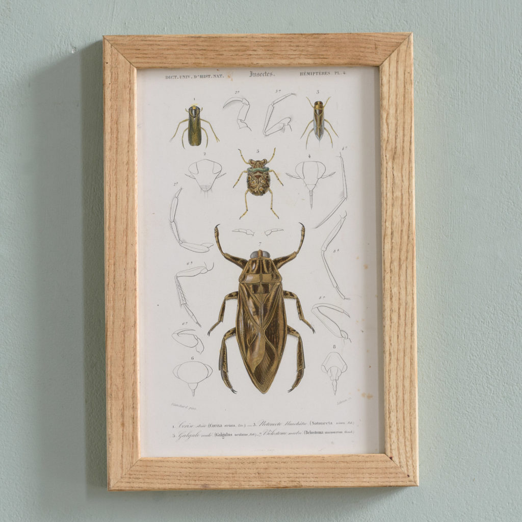 Original engravings of Insects published c1845-0