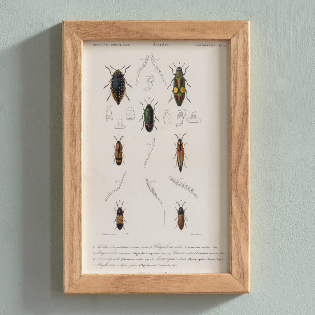 Original engravings of Insects published c1845-0