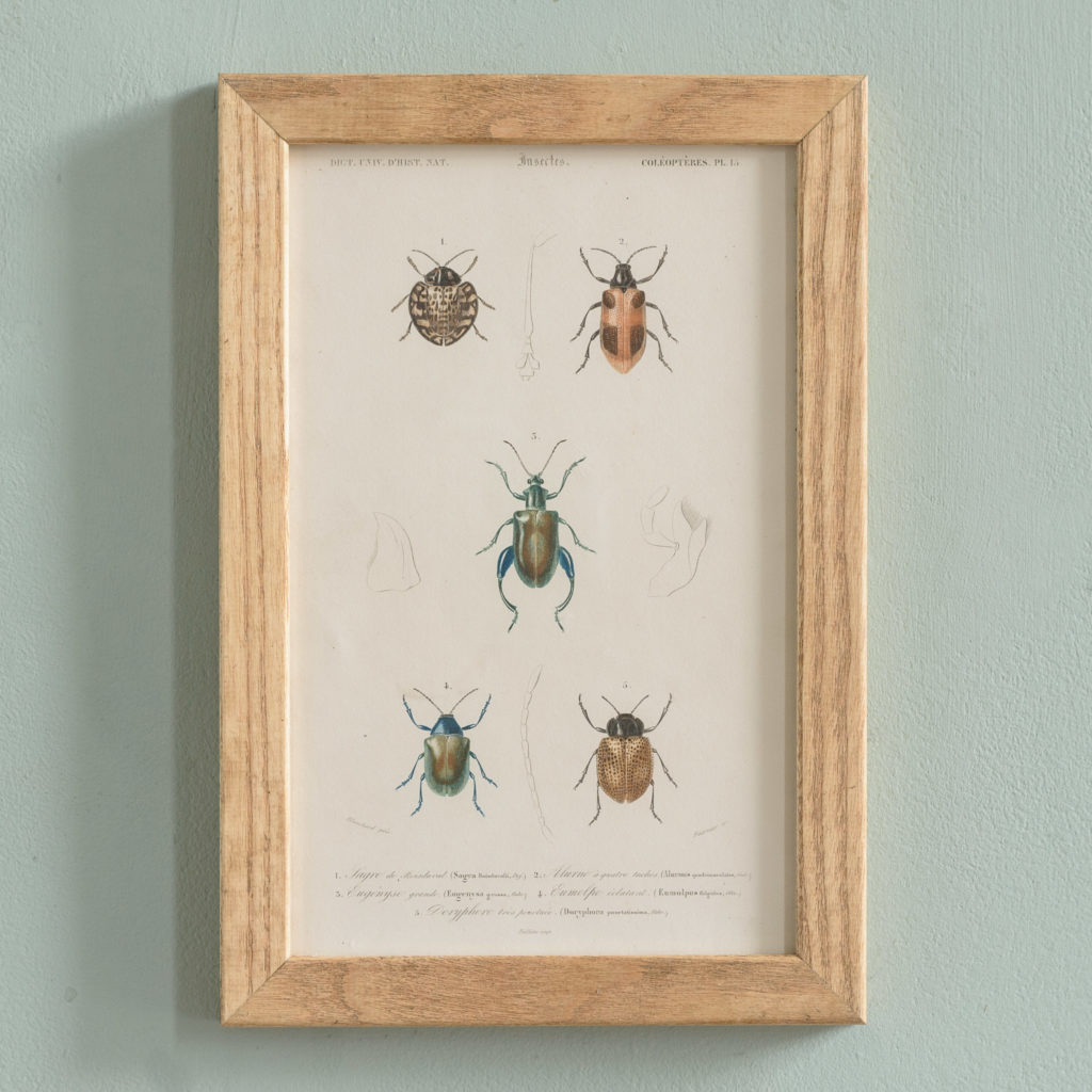 Original engravings of Insects published c1845-0