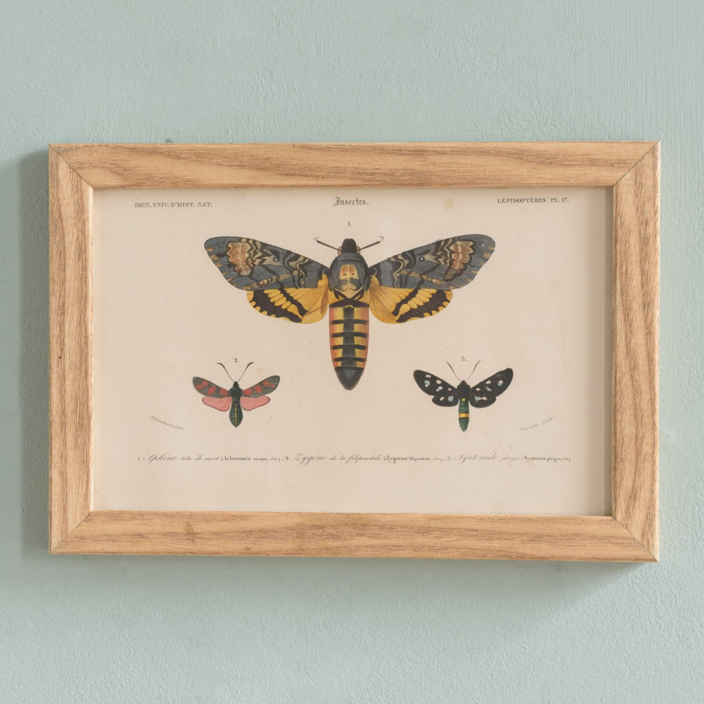 Original engravings of Insects published c1845-0