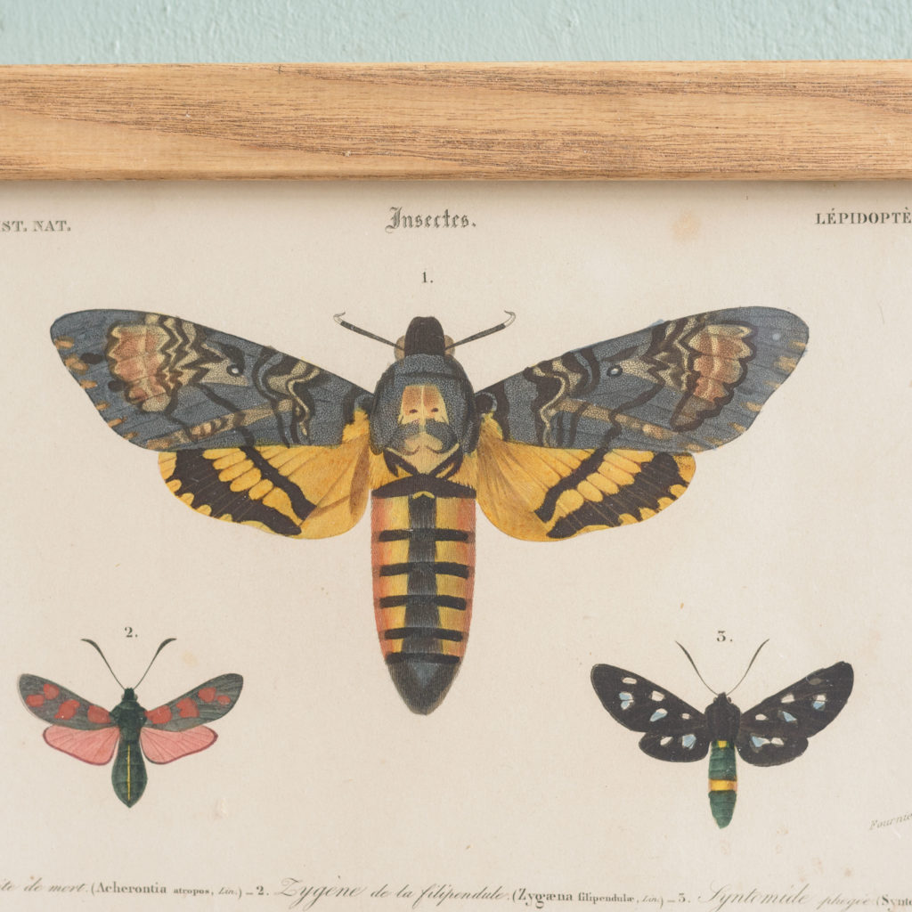 Original engravings of Insects published c1845-109760