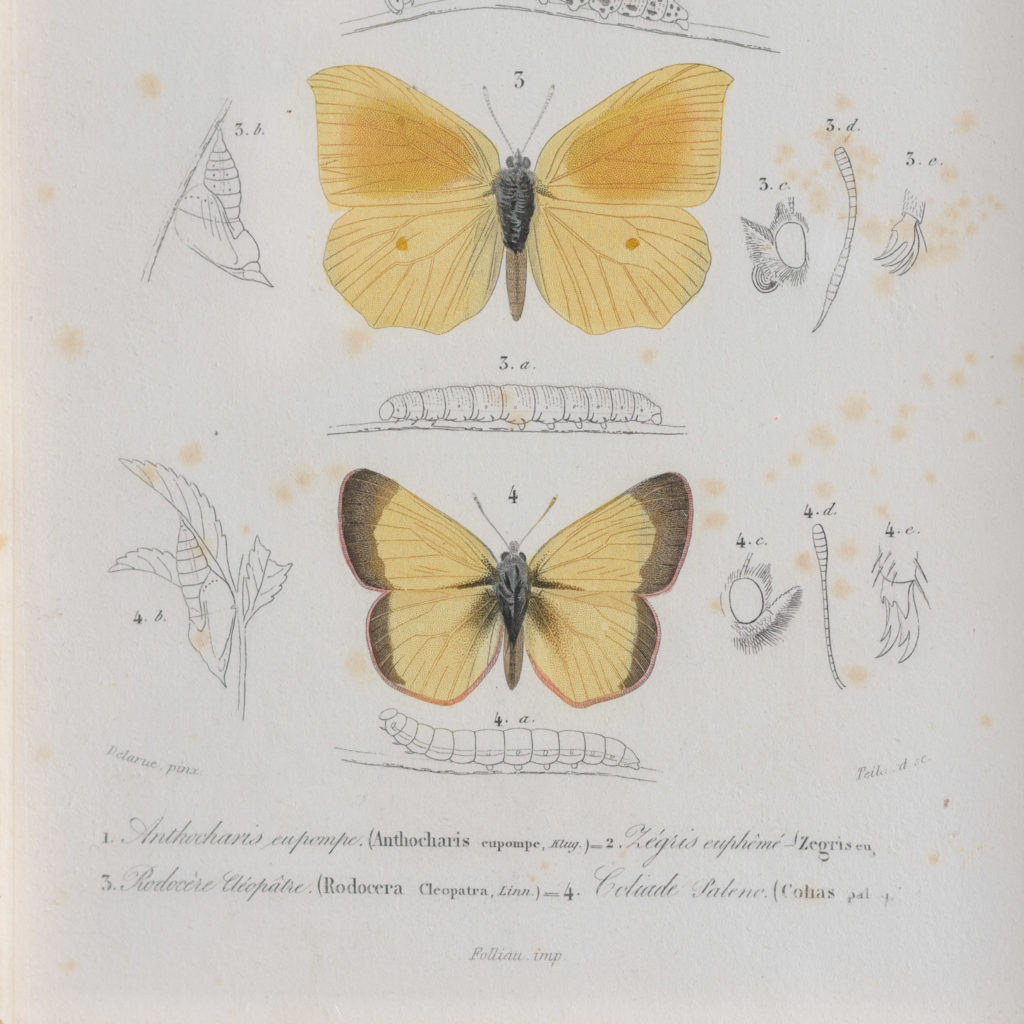 Original engravings of Insects published c1845-109717