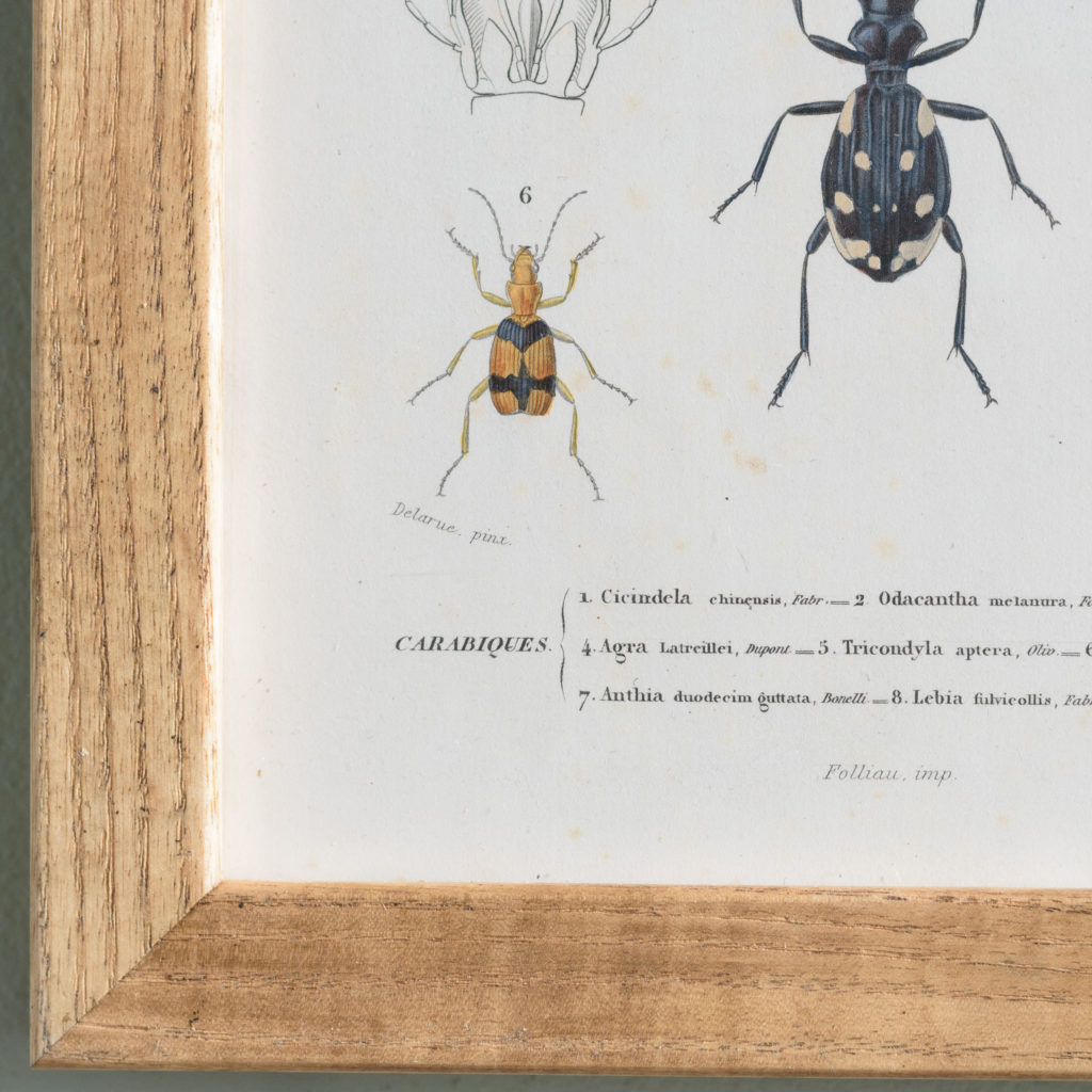 Original engravings of Insects published c1845-109706