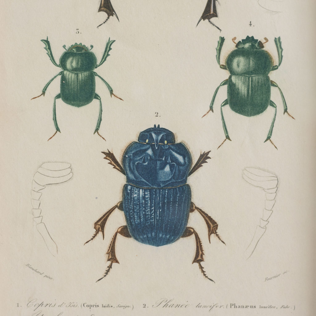 Original engravings of Insects published c1845-109685