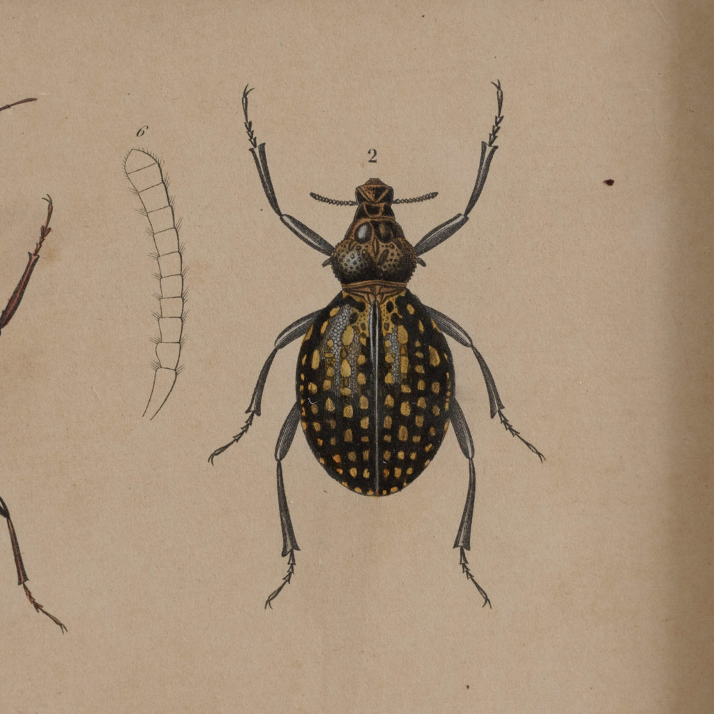 Original engravings of Insects published c1845-109726