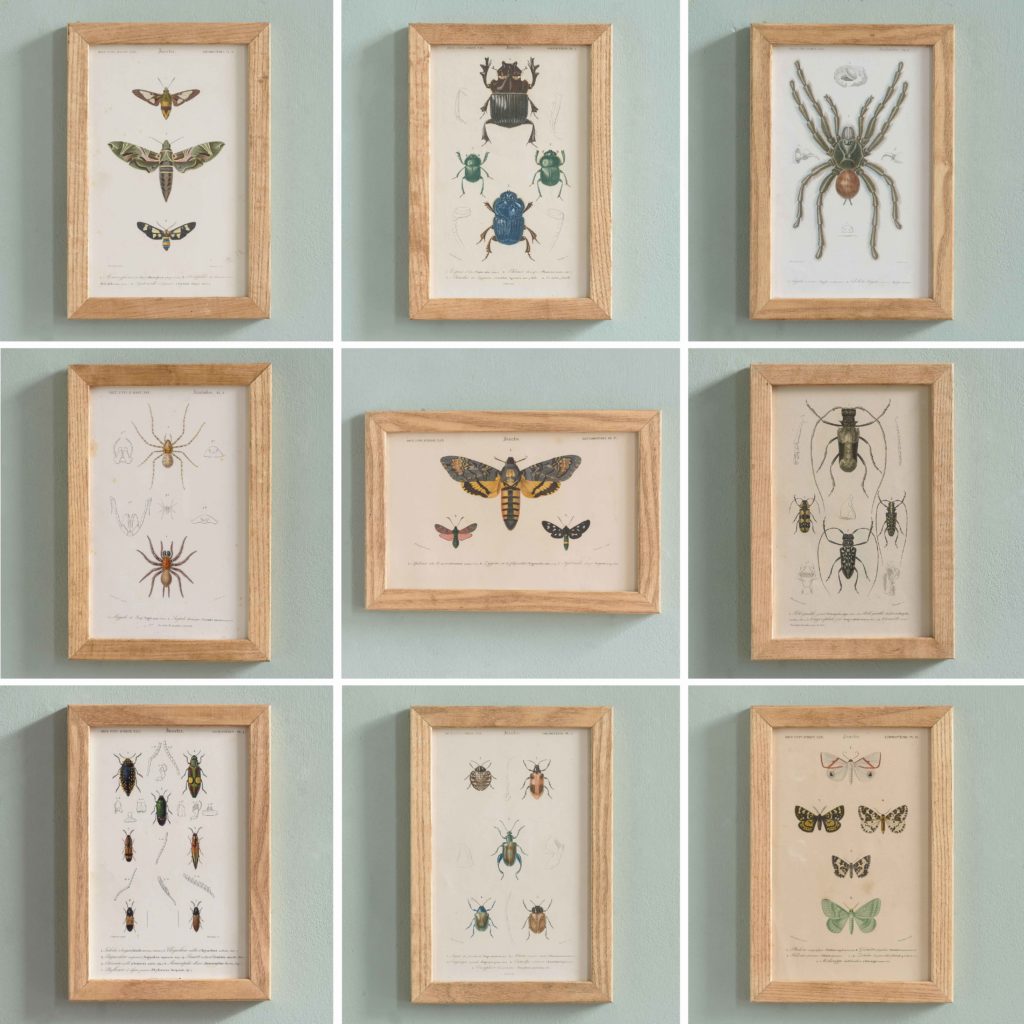 Original engravings of Insects published c1845-109675