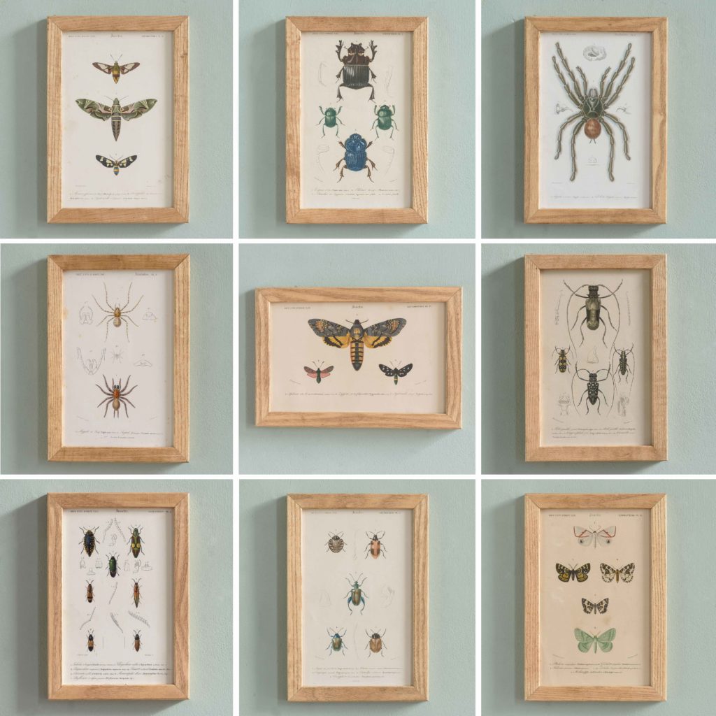 Original engravings of Insects published c1845-109737