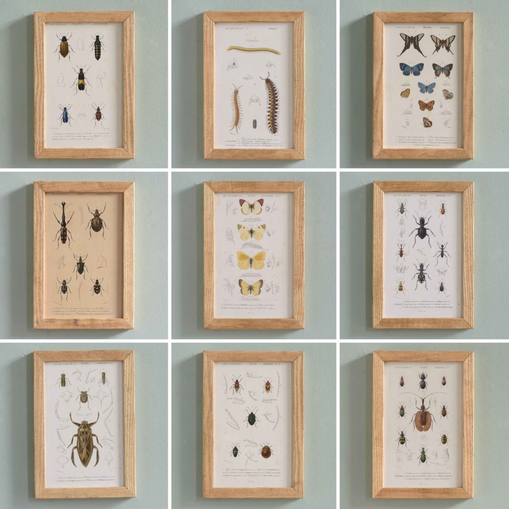 Original engravings of Insects published c1845-109676