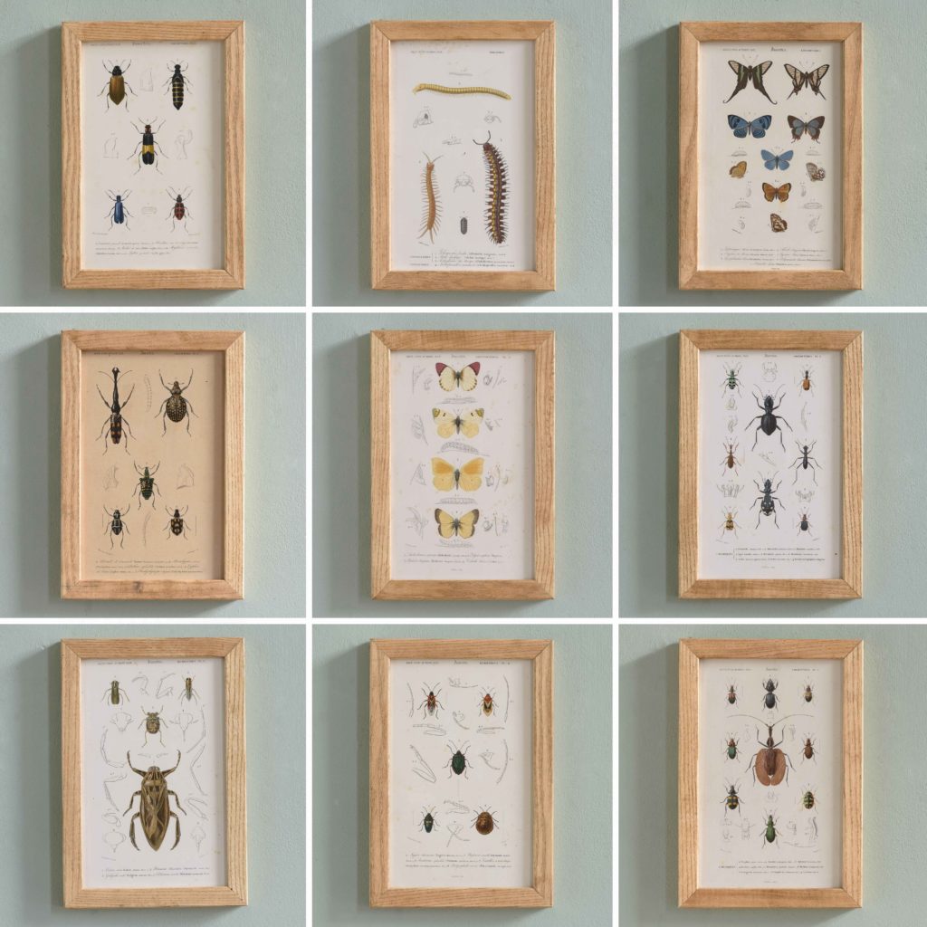 Original engravings of Insects published c1845-109695