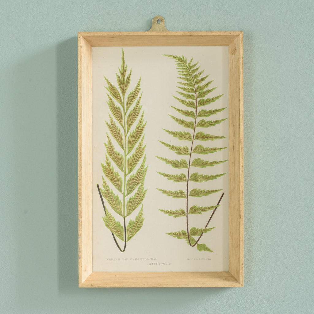 Ferns, 19th century scientific prints published c1867-0