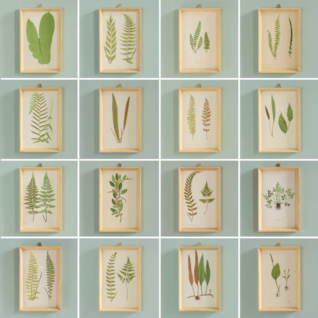 Ferns, 19th century scientific prints published c1867-110198