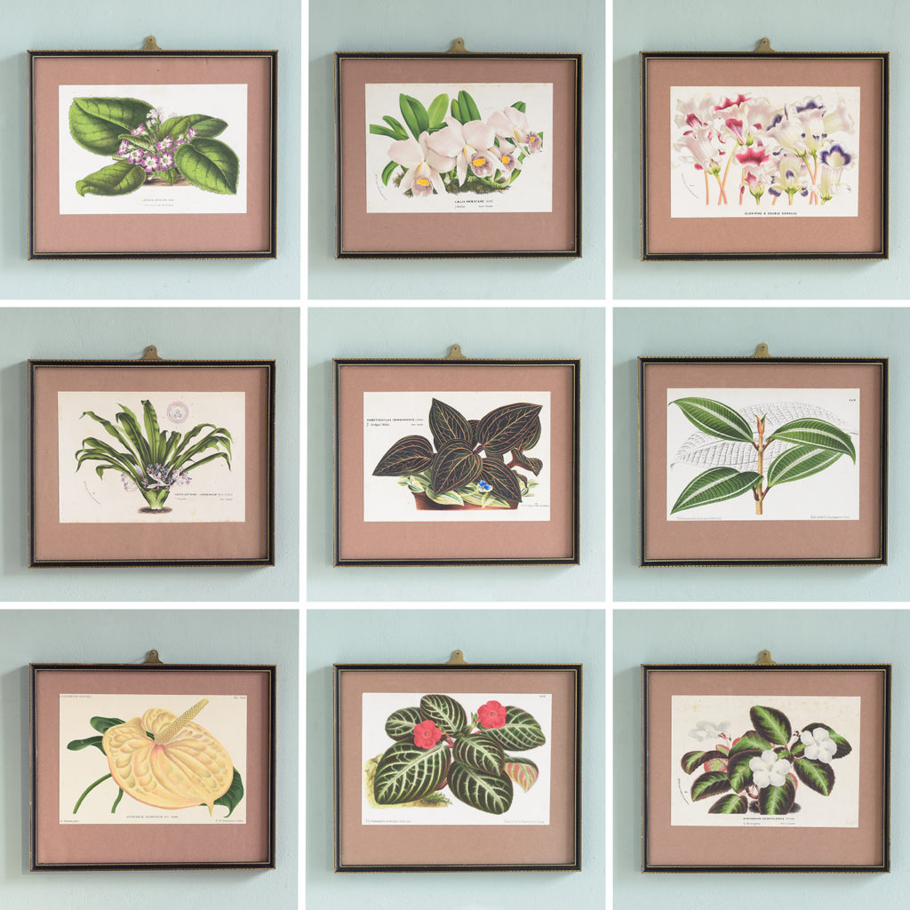 Dutch botanicals of household plants,-111331