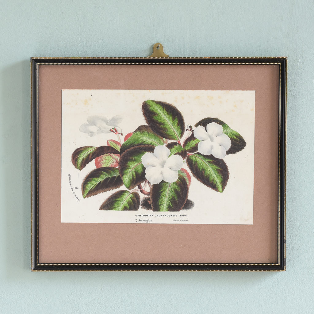 Dutch botanicals of household plants,-0