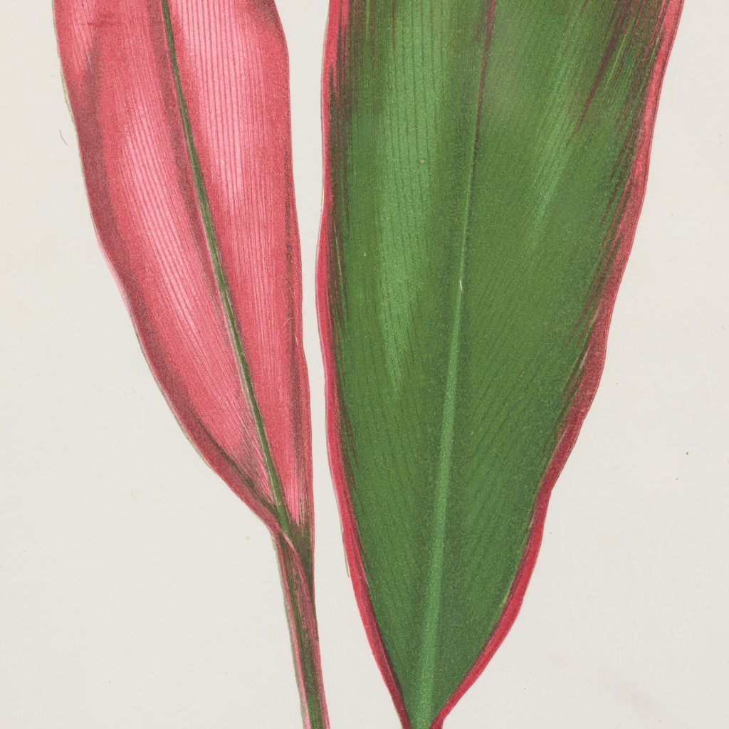 Nineteenth century botanical scientific illustrations,-113903