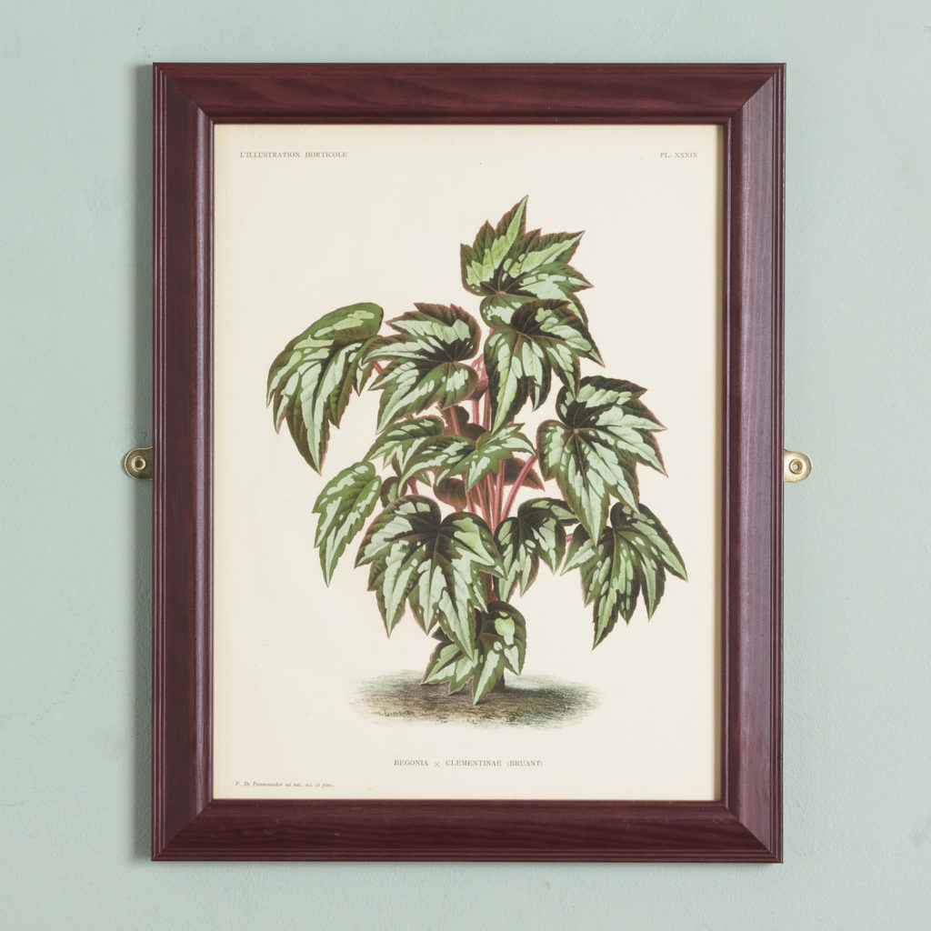 Original chromolithograph botanical prints,-0