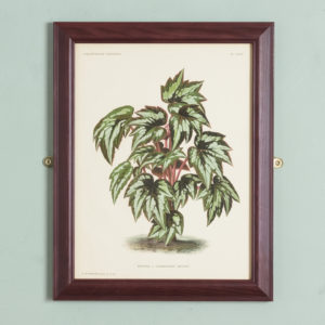 Original chromolithograph botanical prints,-0